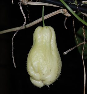 cultivar papa del aire